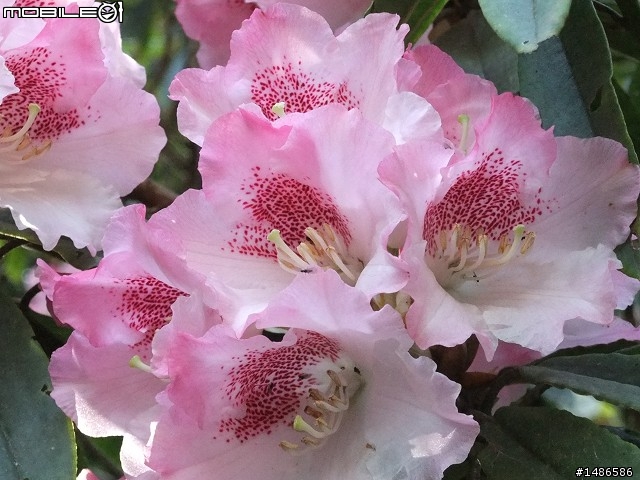 賞櫻花