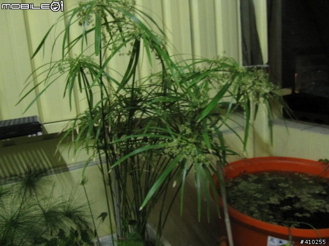 輪散沙草會開花?