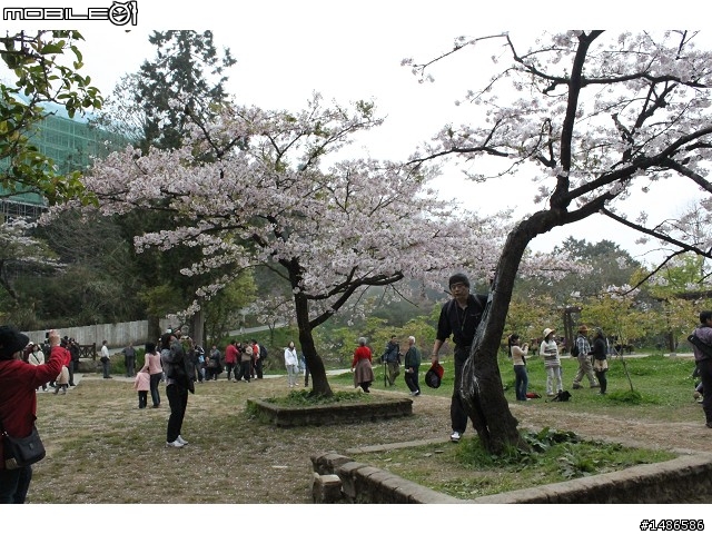 賞櫻花