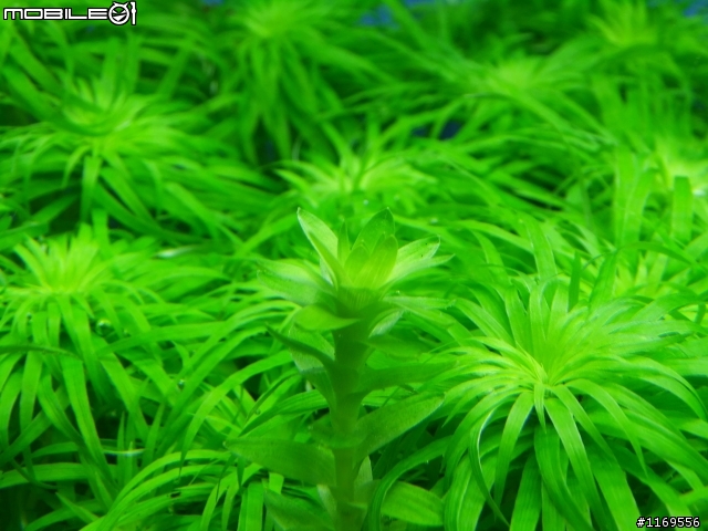 還未成景的南美草缸，給大家笑一笑
