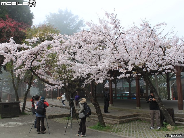 賞櫻花