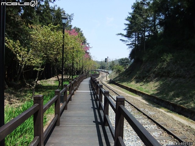 賞櫻花