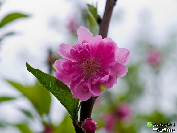 [景點分享] 木柵貓空杏花林賞花行
