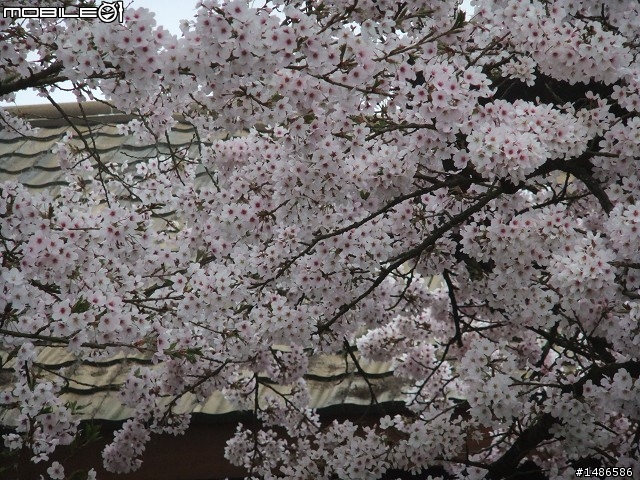 賞櫻花