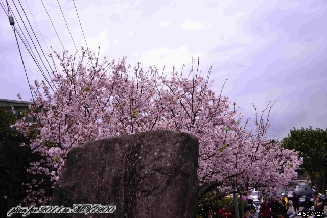d3100 賞櫻之旅  新手貼