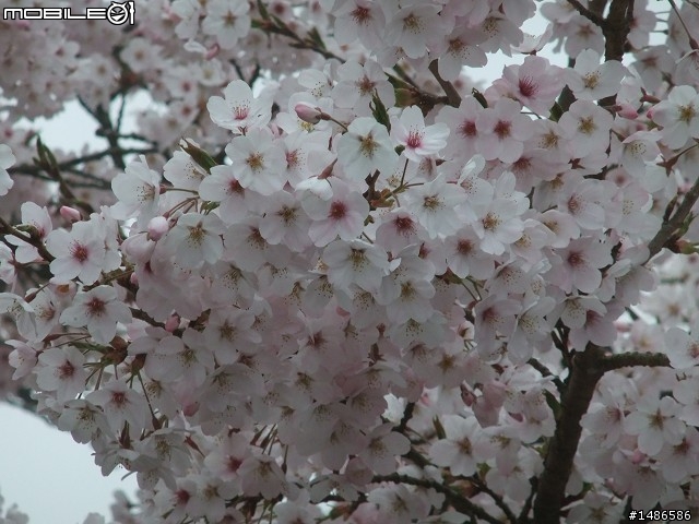 賞櫻花
