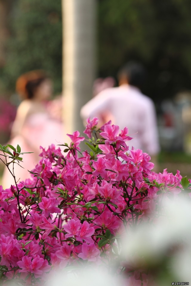 [開箱] 兔年養小白兔! Canon EF 70-200mm f/2.8L IS II USM 鏡頭開箱