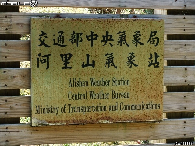 賞櫻花