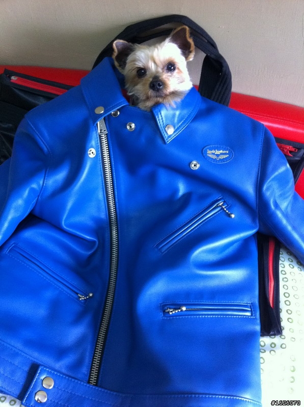 已更新[ED分享]Lewis Leathers 藍色龍捲風 441T
