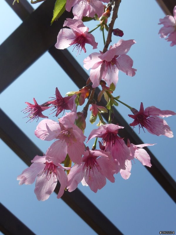 阿里山櫻花季前試拍，請前輩指點