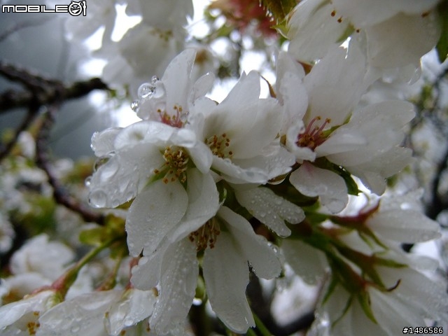 賞櫻花