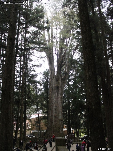 賞櫻花