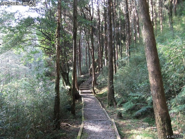 賞櫻花