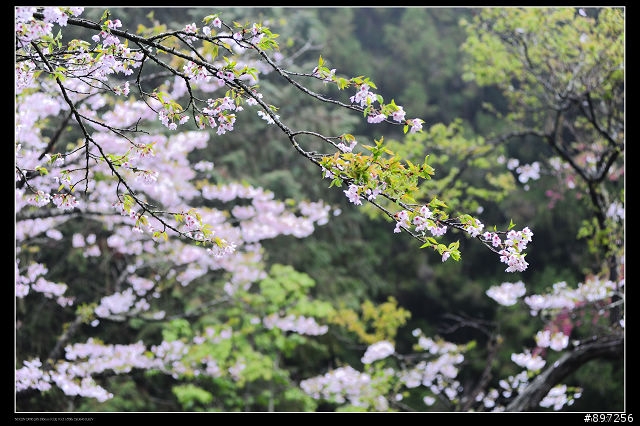 D-700之阿里山花季試拍