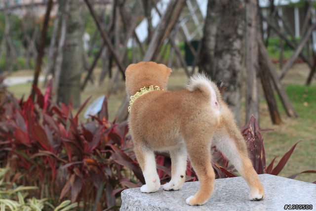 台幣三萬元尋兒子柴犬