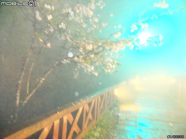賞櫻花
