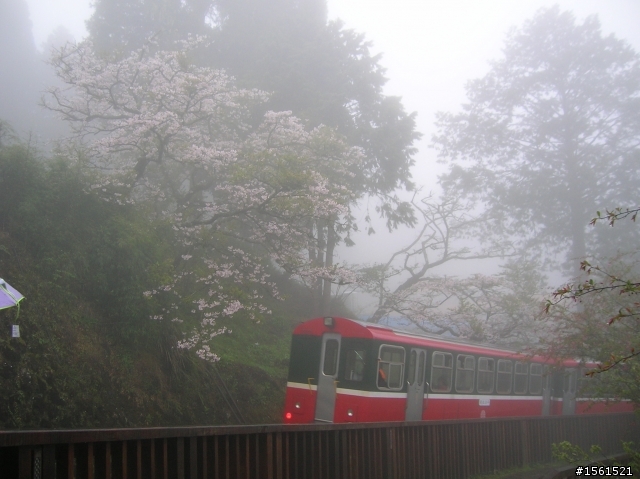2011-0326阿里山霧中獨騎