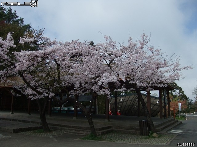 賞櫻花