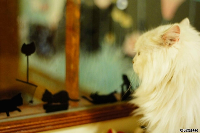 「分享」不知道貓兒是否也可以一起蓋大樓