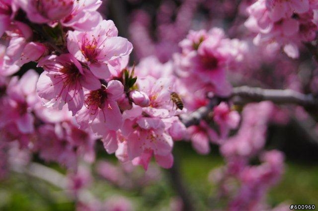 避開人群 福壽山賞桃花