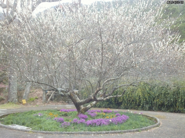 分享瑪爾Go武陵農場賞櫻花