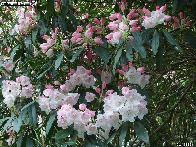 賞櫻花