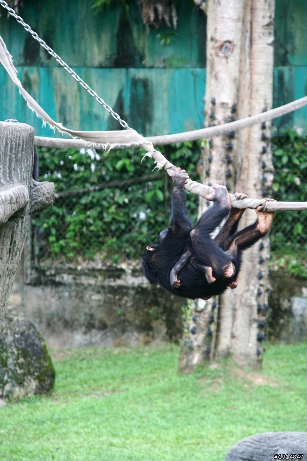 便宜沒好貨? 55-250mm IS用後感想