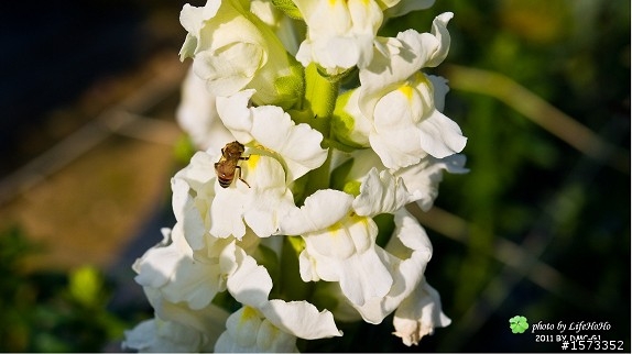 大溪花海農場與富田花園農場雙享春遊拍拍