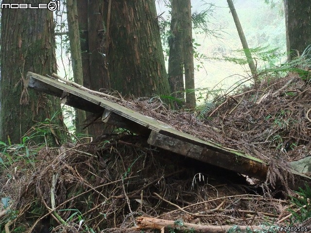 賞櫻花