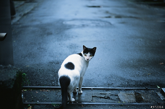 分享Leica 50mm F2 Summicron DR