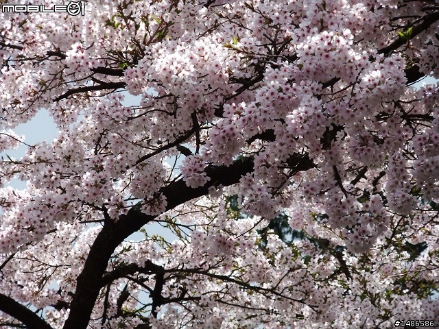 賞櫻花
