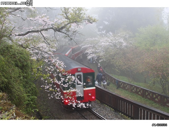 賞櫻花