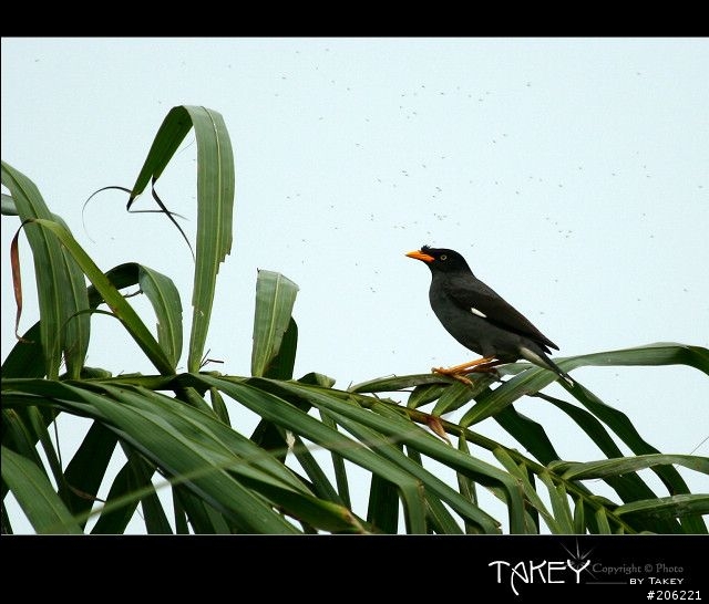 [介紹]輕便的花鳥生態鏡-小小黑(70-300mm IS USM)