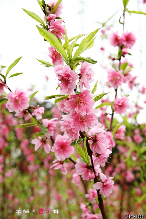 <分享> 木柵。杏花林