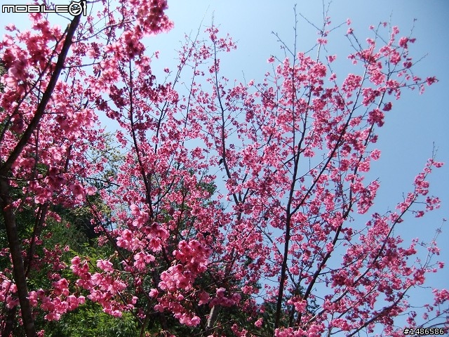 賞櫻花