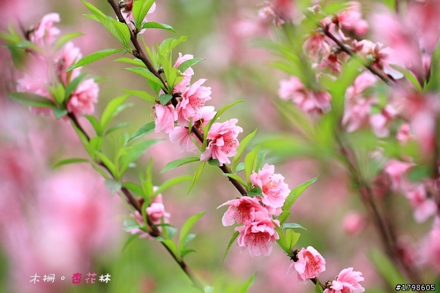 <分享> 木柵。杏花林