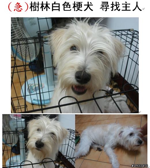 (急)樹林白色梗犬 尋找主人 (已送養)