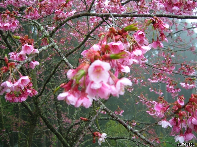 2011-0326阿里山霧中獨騎