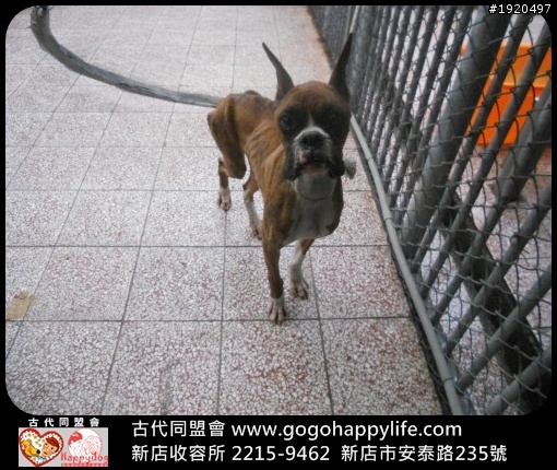 (謝謝大家~狗狗已經當天使去了)我需要一個溫暖的家<急尋愛犬人士>