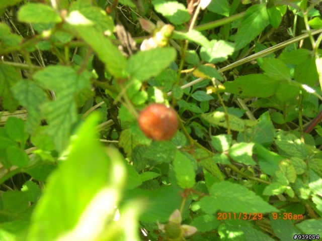 329青年節，苗栗縣桐花綠廊自行車道之行