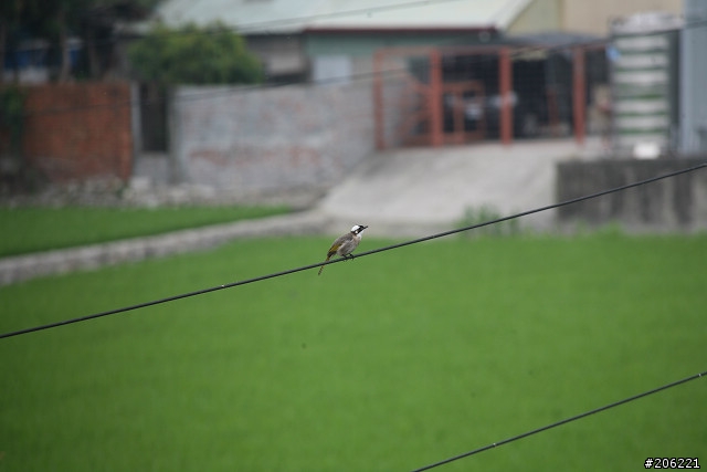 [介紹]輕便的花鳥生態鏡-小小黑(70-300mm IS USM)