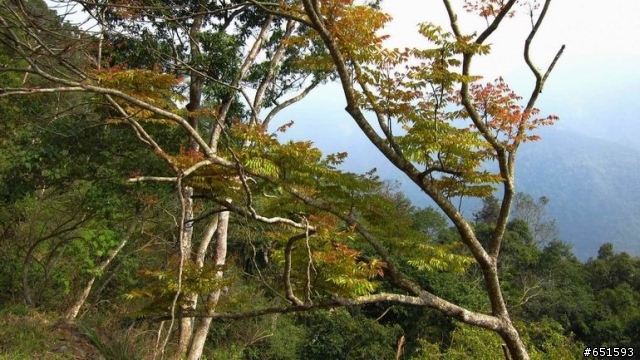 20110226來去高雄寶來小關山林道off road