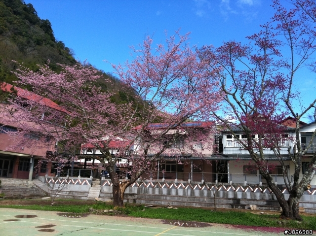 新光部落國小賞櫻2011-3-20