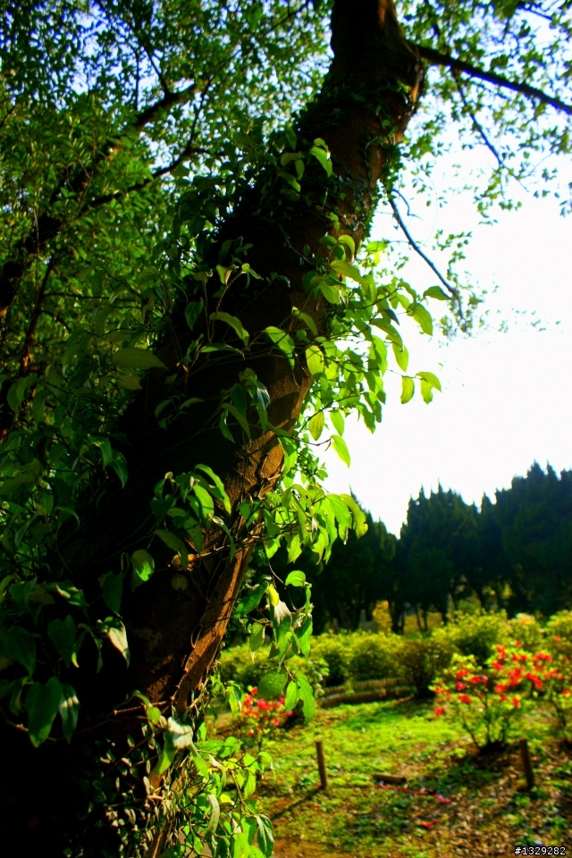 陽明山花卉試驗中心（圖多）