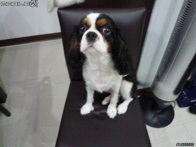 英國的皇家御用狗, 查理士騎士小獵犬