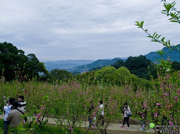 [景點分享] 木柵貓空杏花林賞花行