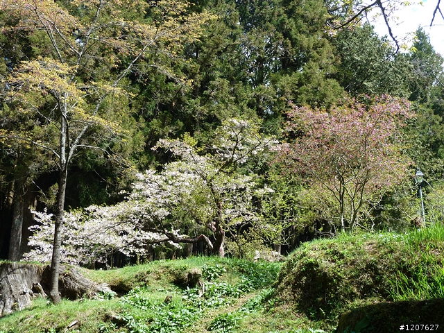 2011_愚人節阿里山賞櫻趣！（雪花片片影片已上傳）