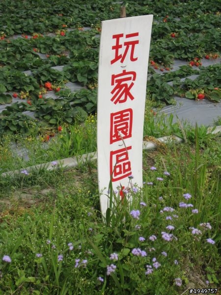 2010-04-10 大湖採草莓