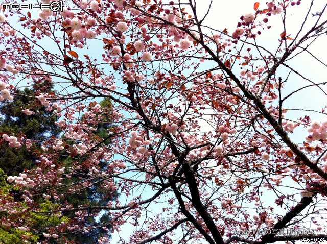 [04.09~04.10]安董之超級瘋狂阿里山遊記!!!