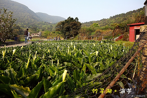 竹子湖海芋。分享